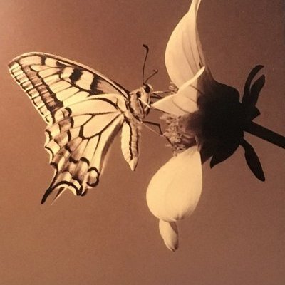 Machaon