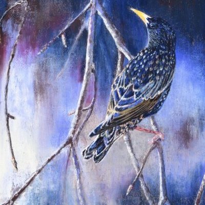 Dès l'aurore, Etourneau Sansonnet