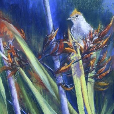 Safranée, Fauvette tête noire