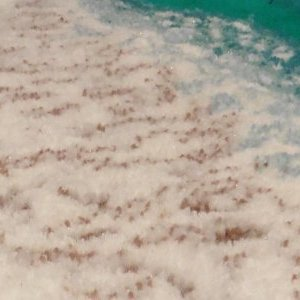 Tapis laine plage ecume au handtufting