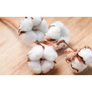 cropped fleur de coton 300X300