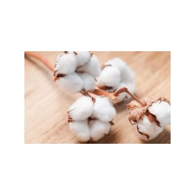 cropped fleur de coton 300X300