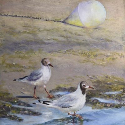 Sea side, mouettes rieuses