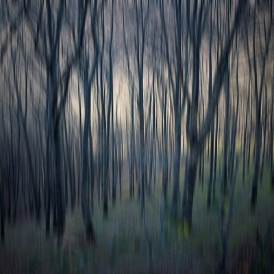 JP Fleury La forêt dense copie 72