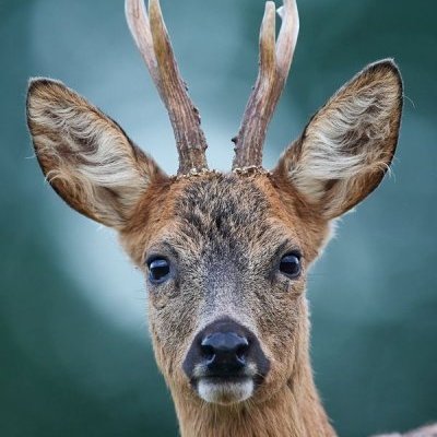 portrait-de-chevreuil