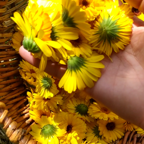 Récolte fleurs de calendulas