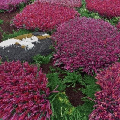 Tapis laine poils longs bruyere sauvage au handtufting