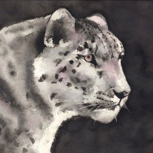 9 Panthère des neiges Aquarelle Faustine