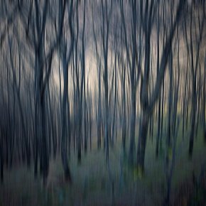 JP Fleury La forêt dense copie 72