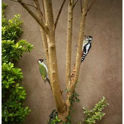 Claire Oiseau Mur Maison 20240816 52
