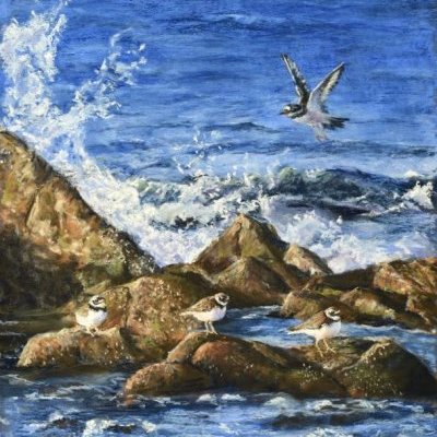 Grande marée, Grands gravelots