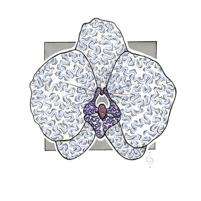 ORCHIDÉE