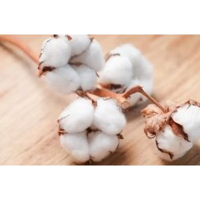 cropped fleur de coton 300X300